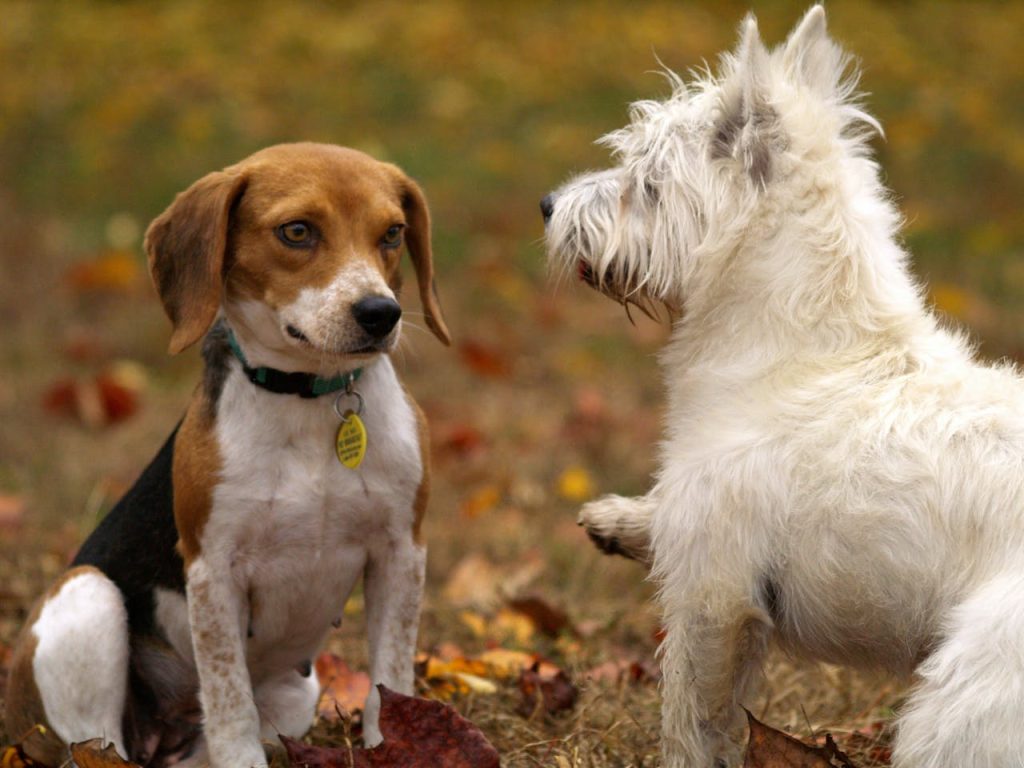 hunde i Aarhus